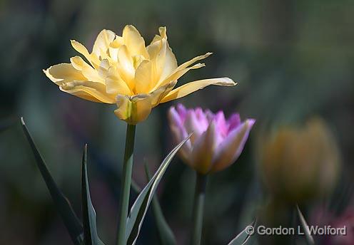 Yellow & Purple Tulips_25184.jpg - Photographed at the 2011 Canadian Tulip Festival in Ottawa, Ontario, Canada.
